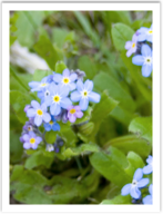 tiny flower