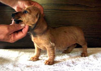 Red Miniature Wirehaired