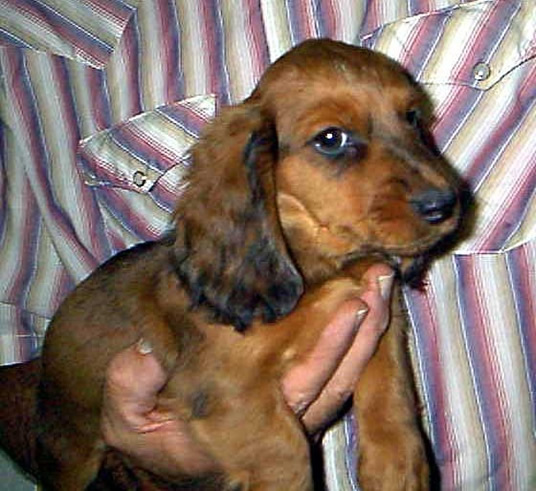 Miniature Longhaired