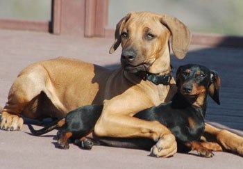 Guinness and Savannah